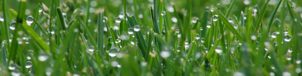 Wet-Grass-1024.jpg